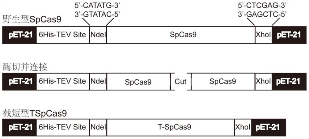Truncated variants of the CRISPR nuclease spcas9 of Streptococcus pyogenes and their applications