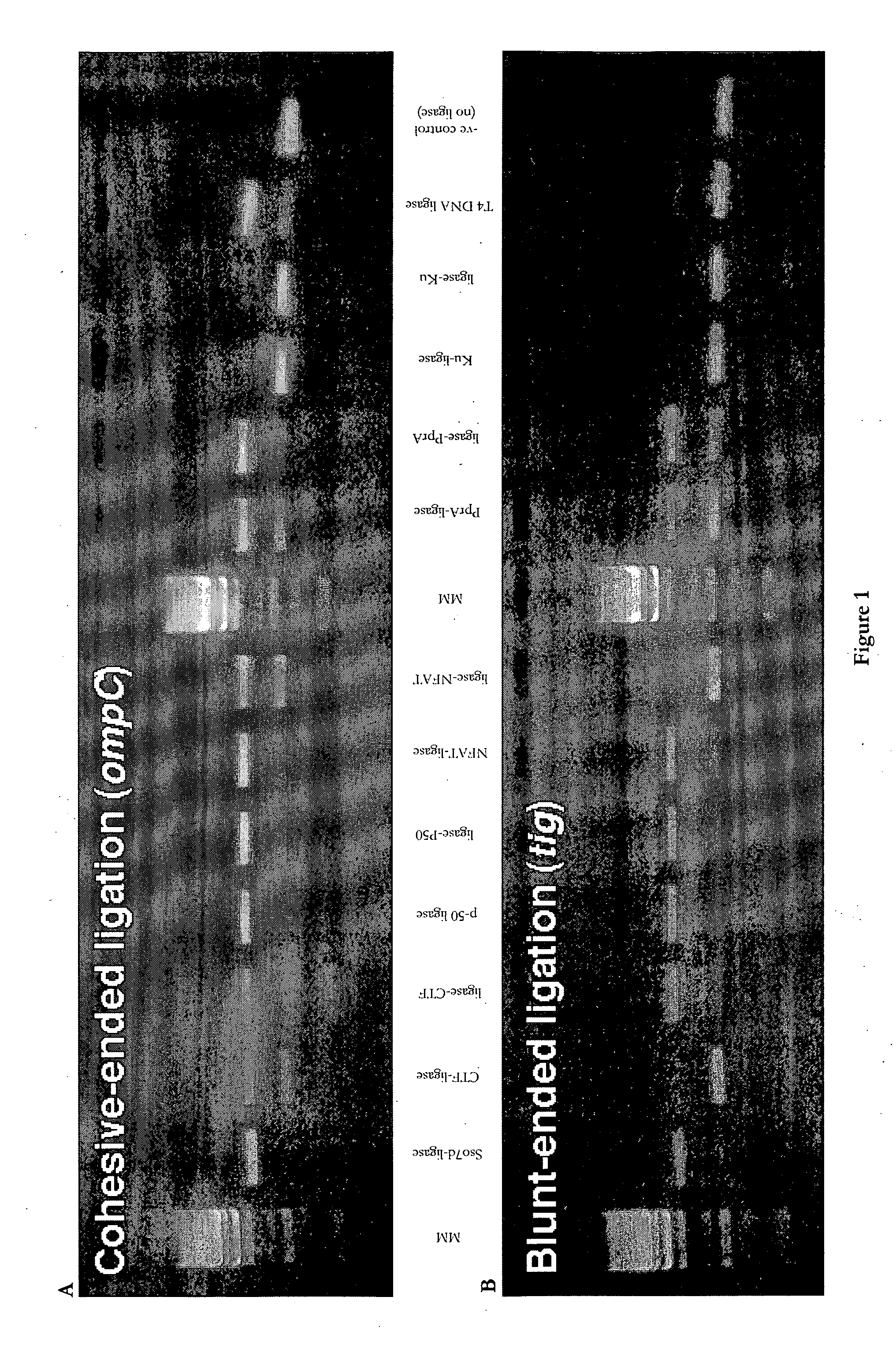 Fusion polypeptides and uses thereof