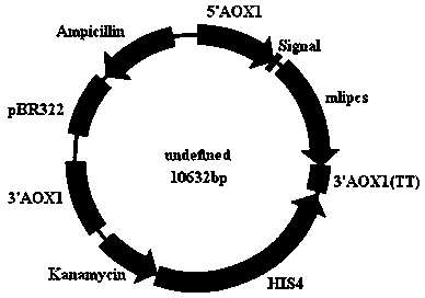 A kind of lipase derived from Cladosporium, its coding gene sequence and use thereof