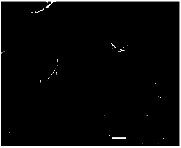 Graphene aqueous solution and preparation method thereof