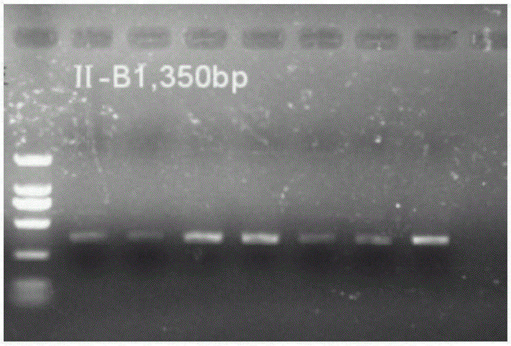 Specific primer and parting method for II-type MHC gene for anti-bacterial potential detection on crested ibis