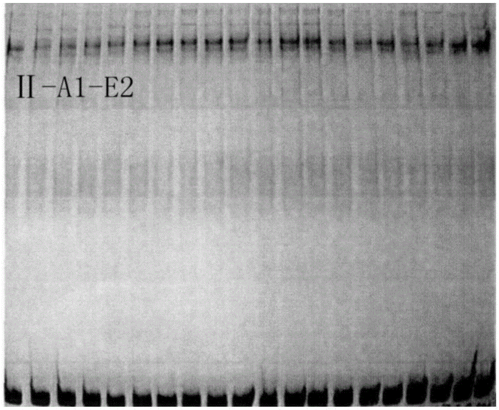 Specific primer and parting method for II-type MHC gene for anti-bacterial potential detection on crested ibis