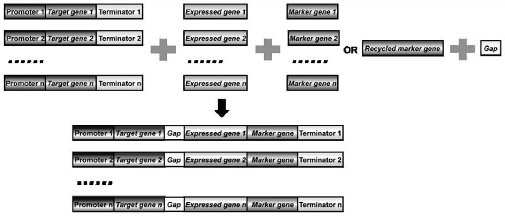 A high-efficiency and controllable expression system of exogenous genes carried by endogenous