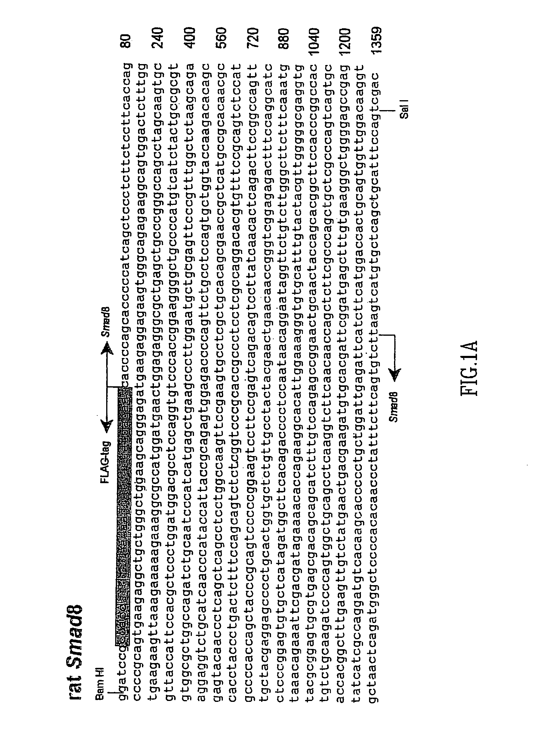 Methods of inducing or enhancing connective tissue repair