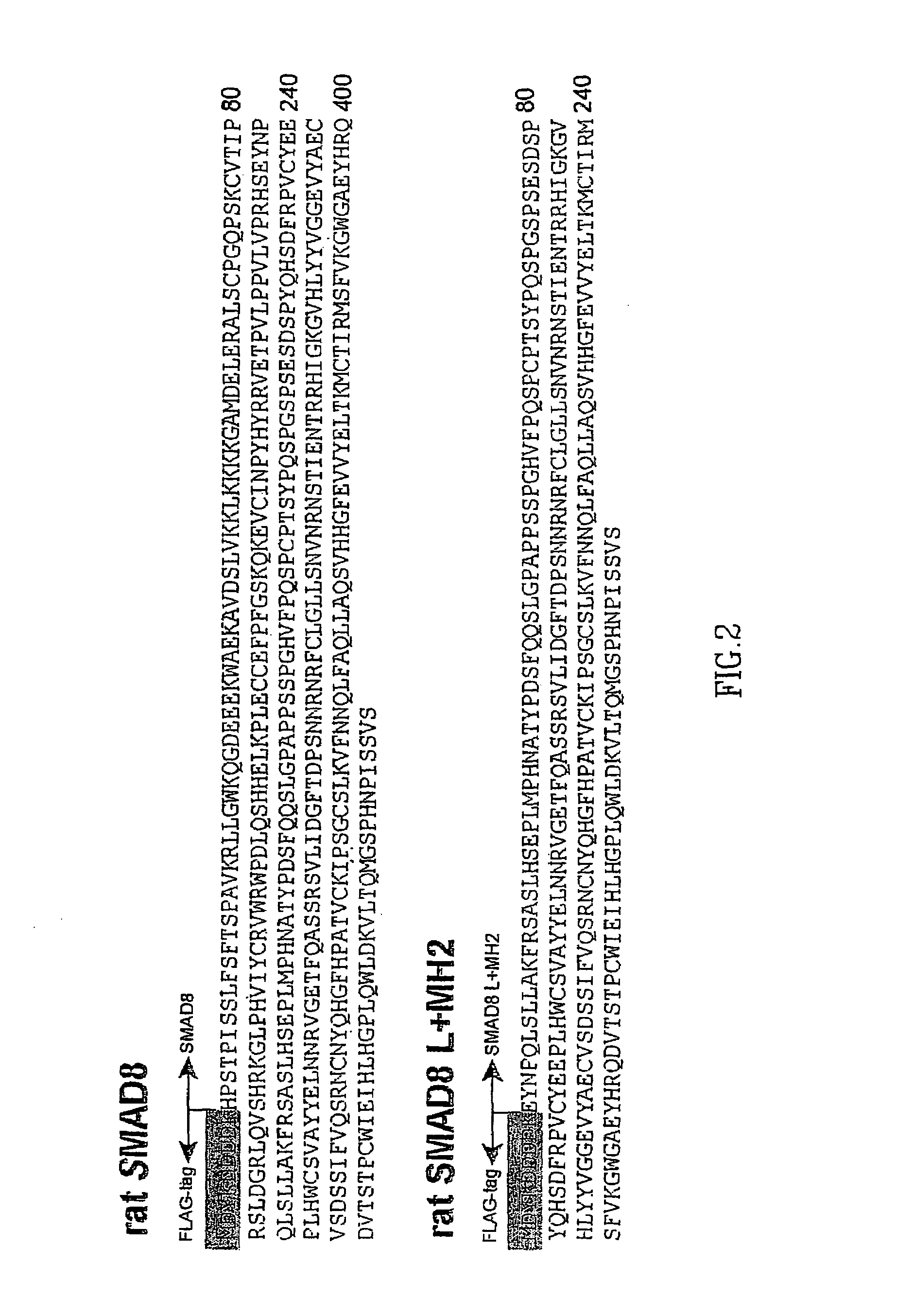 Methods of inducing or enhancing connective tissue repair