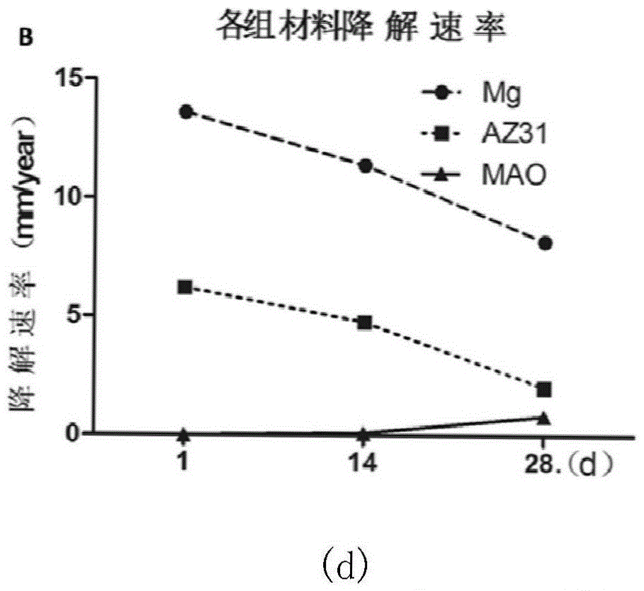 Application of magnesium material as oral cavity GTR or GBR membrane material