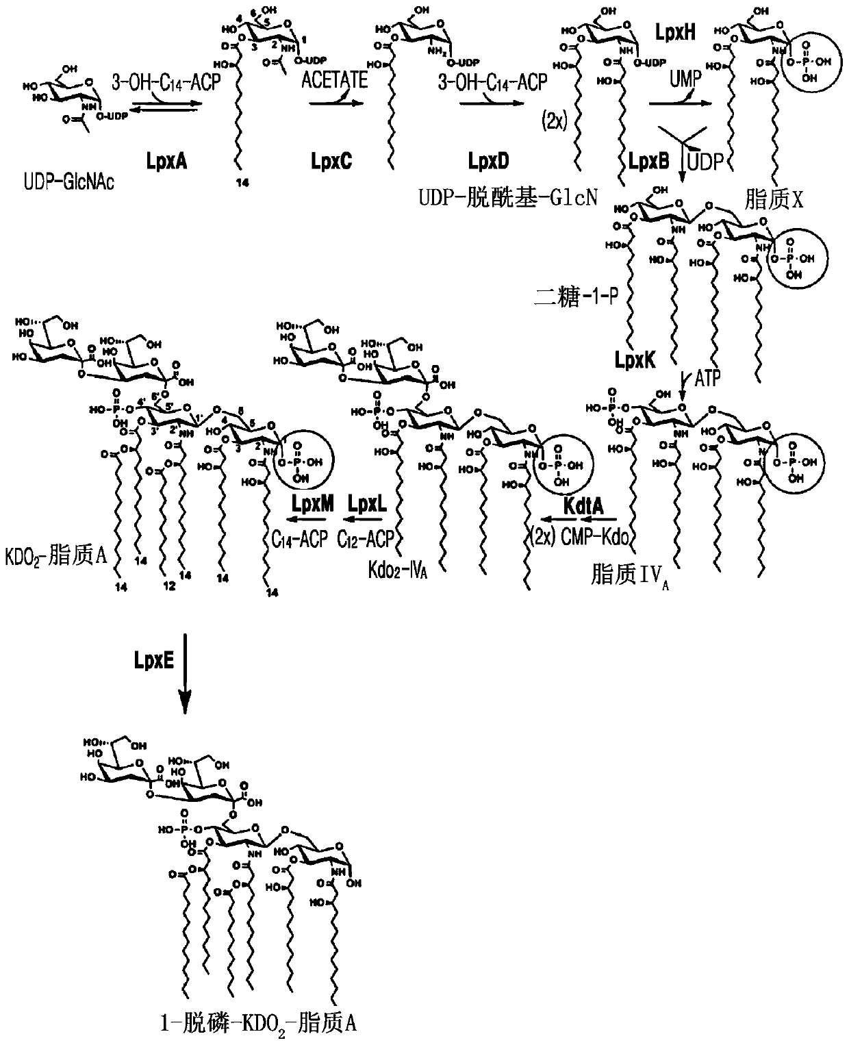 Bacterium producing monophosphoryl lipid A and method of producing monophosphoryl lipid A by using bacterium