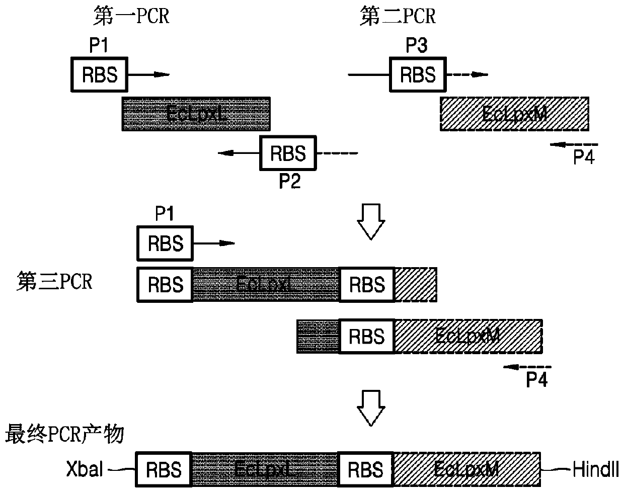 Bacterium producing monophosphoryl lipid A and method of producing monophosphoryl lipid A by using bacterium