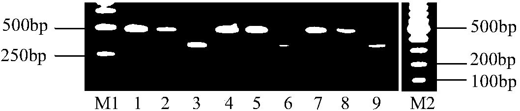 Primer and method for detecting molecular marker of rice aroma allele