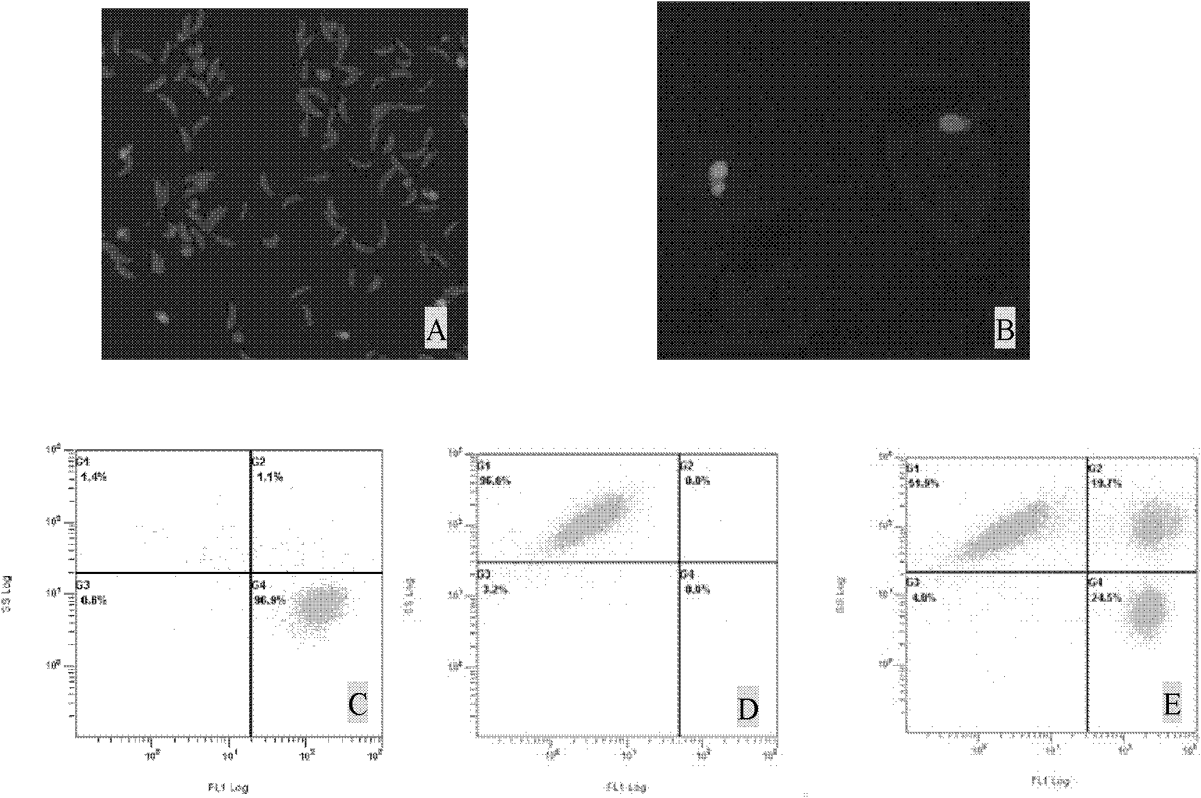 Coccidia cell culture model and application thereof