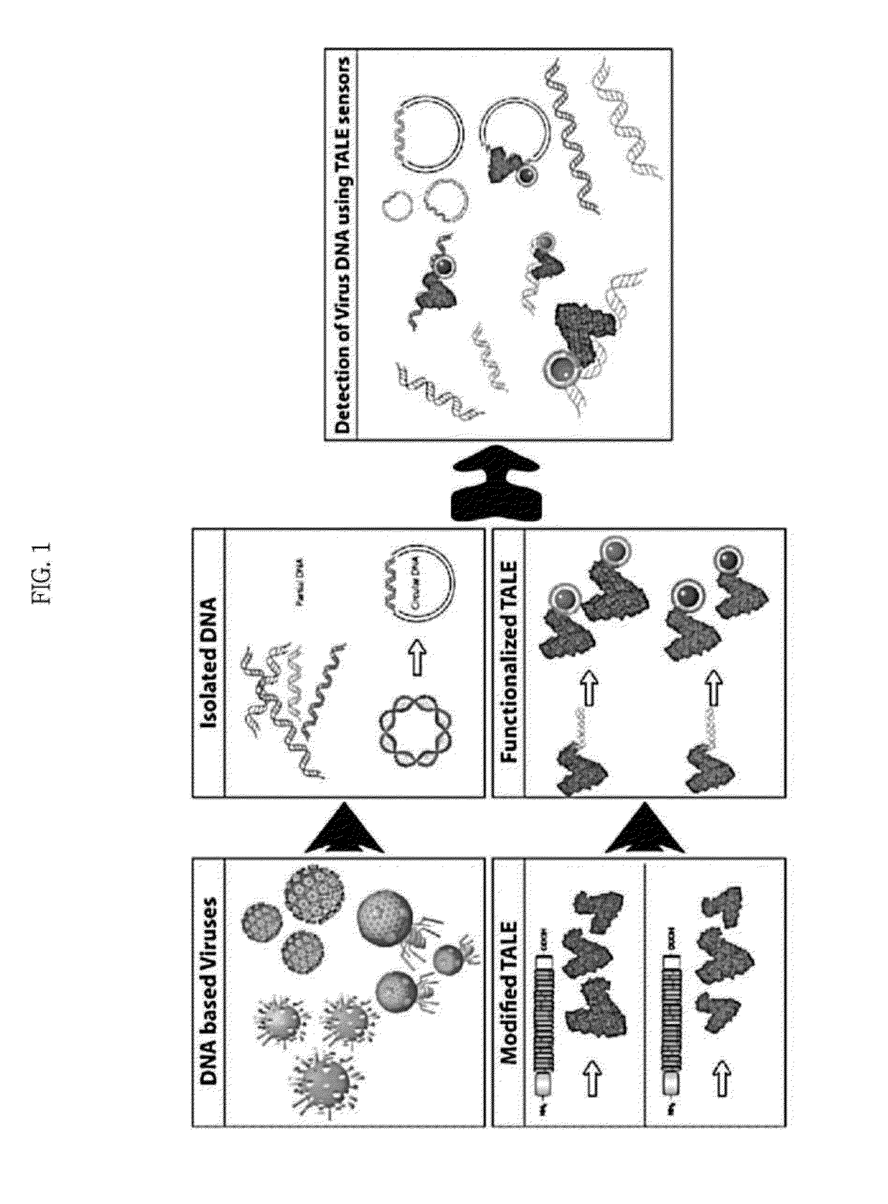 Composition for detection or diagnosis of diseases containing transcription activator-like effector