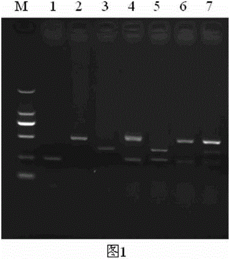 Triple RT-PCR detection kit