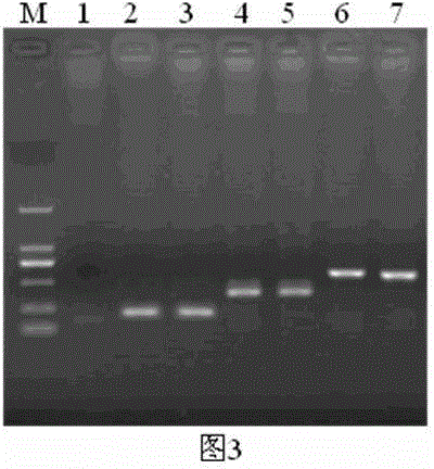 Triple RT-PCR detection kit