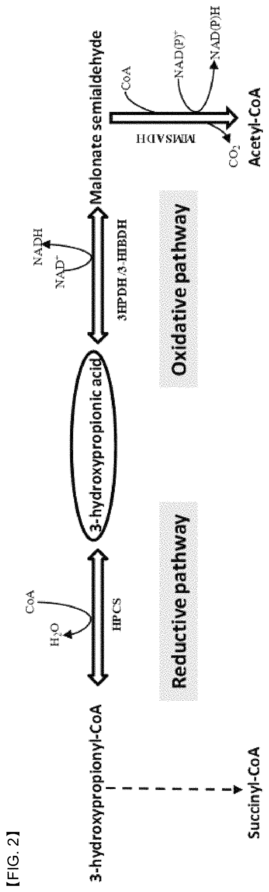 Promoter system inducing expression by 3-hydroxypropionic acid and method for biological production of 3-hydroxypropionic acid using same