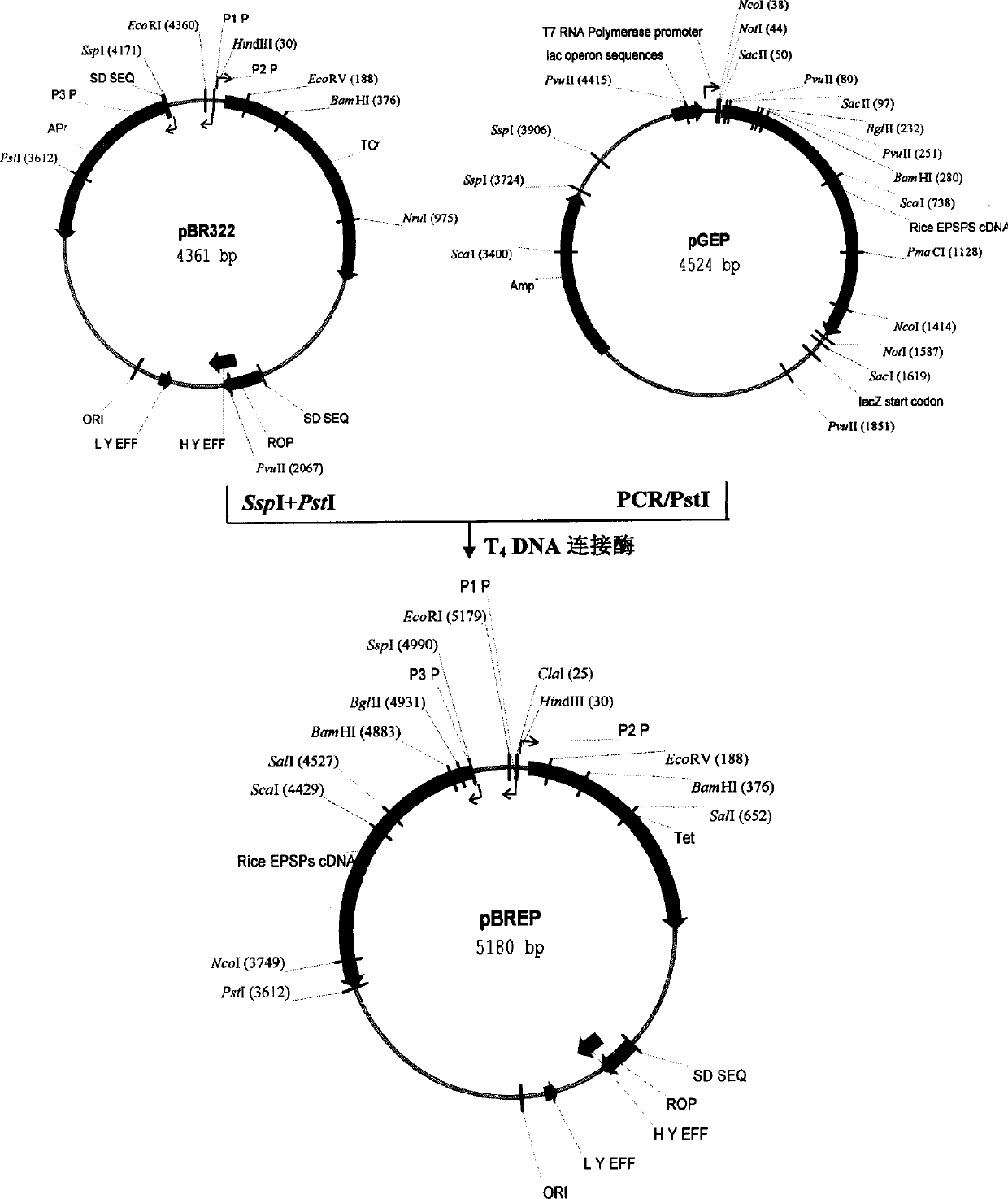 Rice EPSP synthase mutant and its coding gene, obtaining method and application