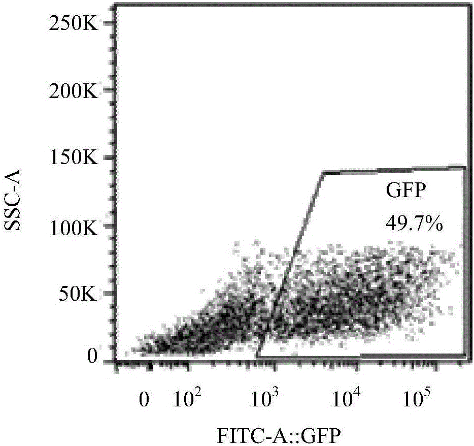 ROR1 specific chimeric antigen receptor and application thereof