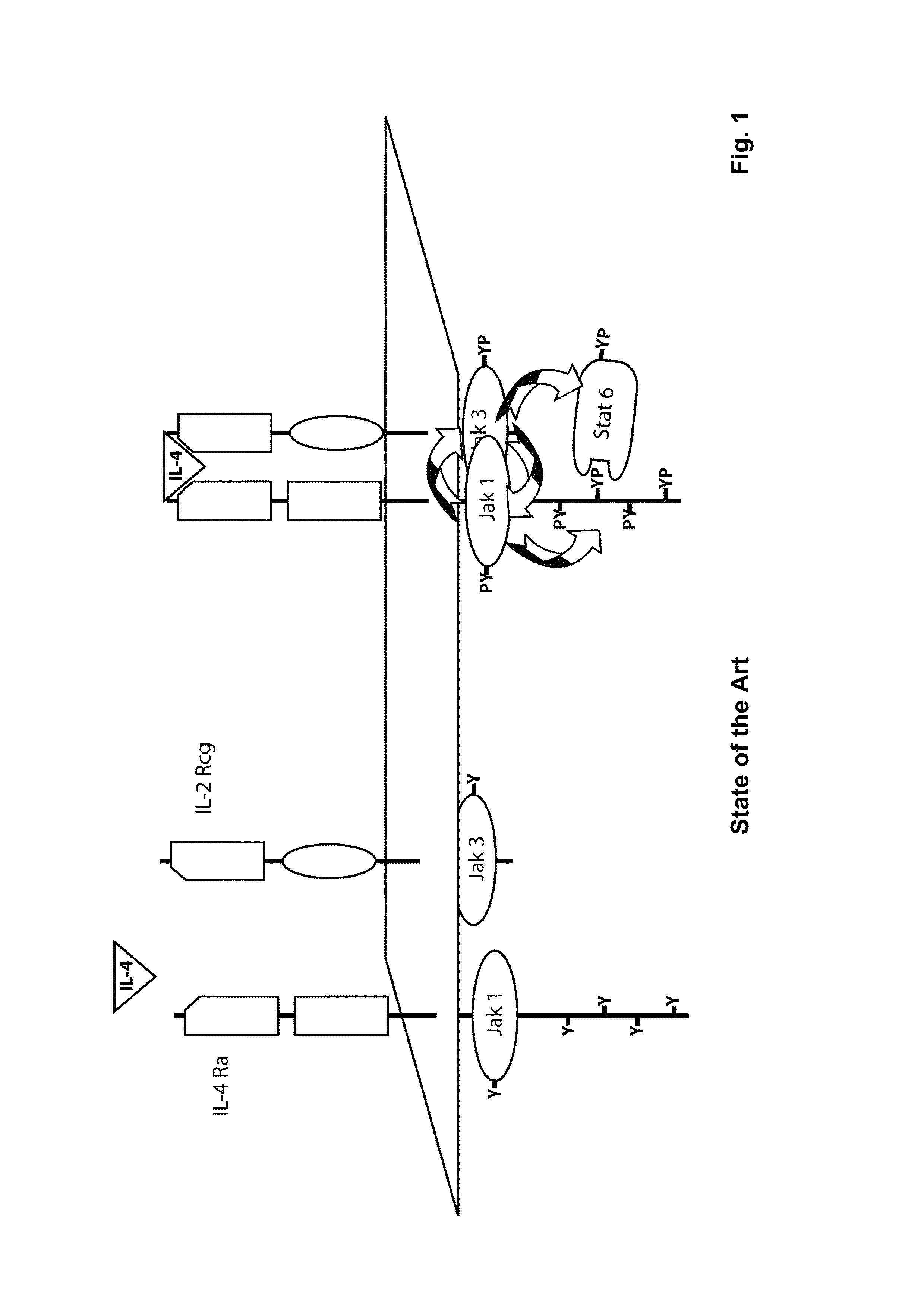 Methods and compositions for reducing interleukin-4 or interleukin-13 signaling
