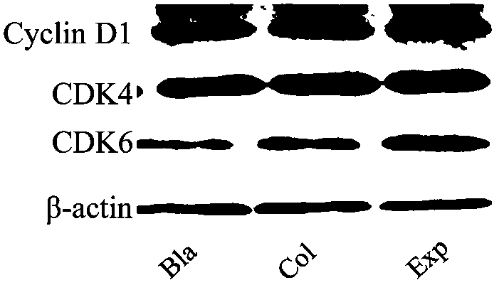 A traditional Chinese medicine polysaccharide composition for anti-cartilage degeneration and its preparation method