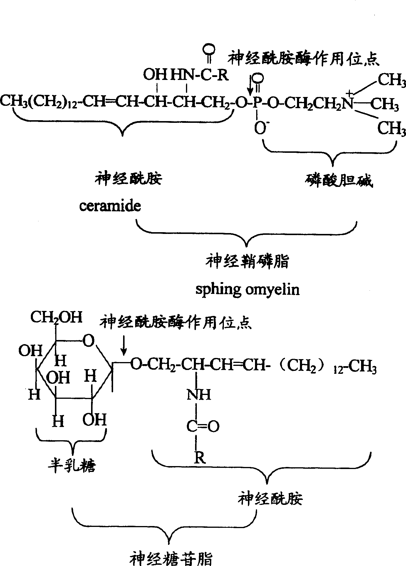 Application of Actinomucor elegans in use for preparing ceramide