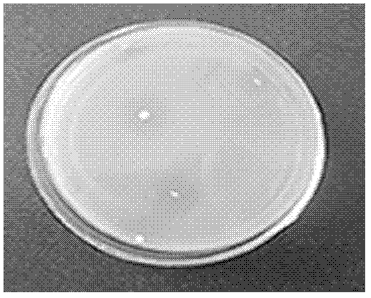 Microbial strain and deodorant for municipal landfill, and preparation and application method thereof