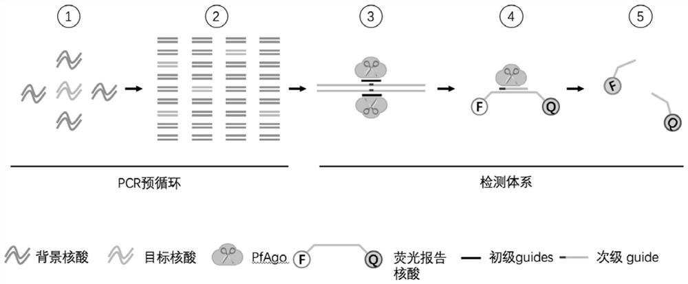 Nucleic acid detection method based on prokaryotic argonaute protein and its application