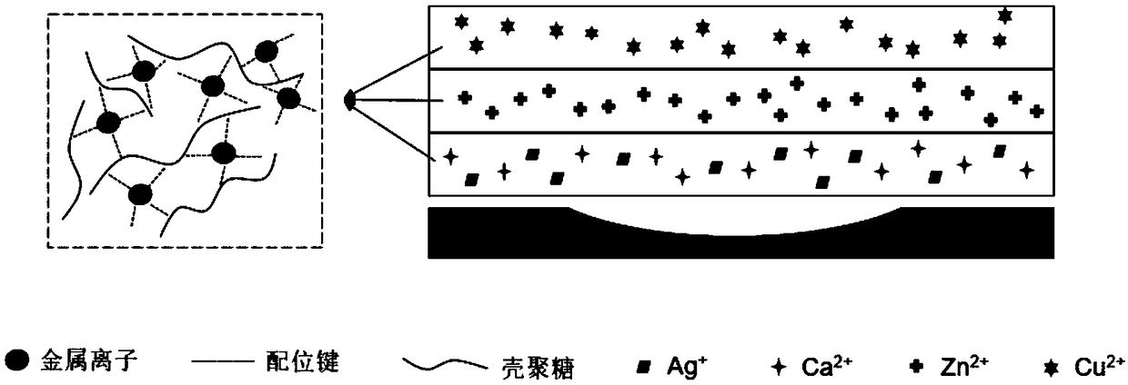 Chitosan-based gauze dressing loaded with metal ions and preparation method thereof