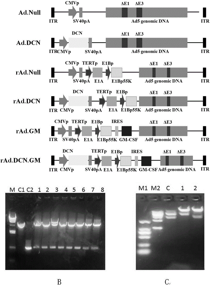 Oncolytic adenovirus, carrier for preparing same and application thereof