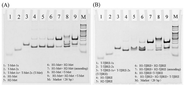 Membrane protein dimerization state in situ detection kit and its application