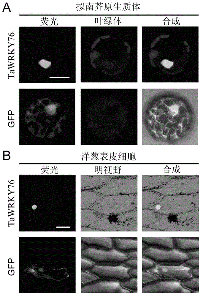 Wheat leaf developmental gene TaWRKY76 and application thereof