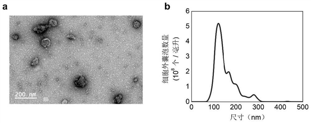 Method for efficiently producing extracellular vesicles