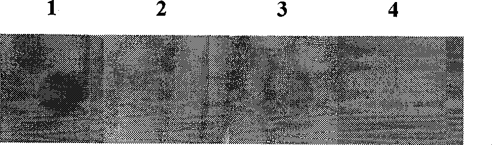 Sword prawn allergen protein and preparation and application in medicine thereof