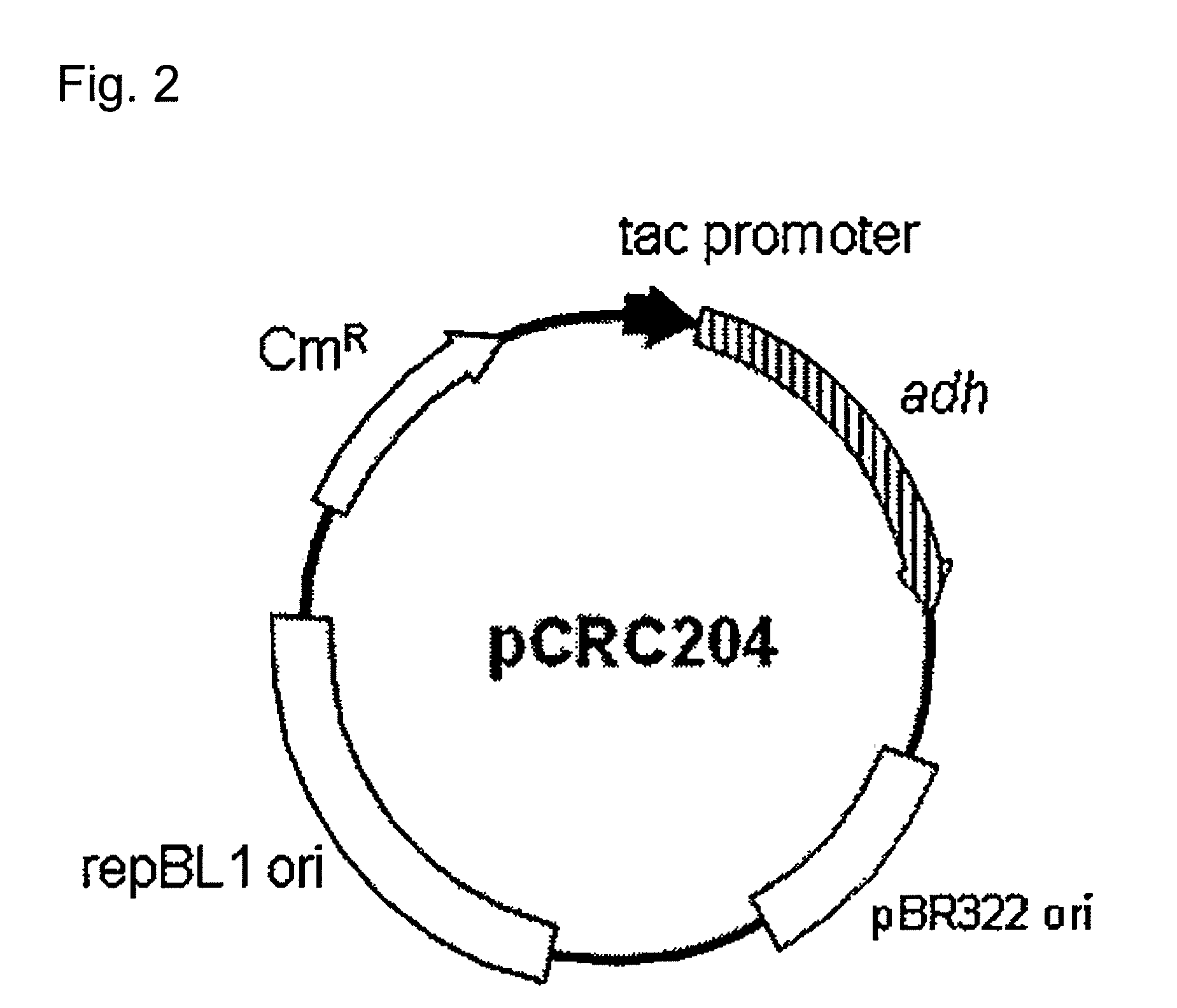 Transformant of coryneform bacteria capable of producing isopropanol