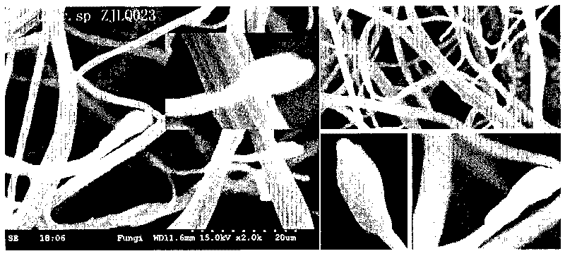 Muscodor endophytic fungi and application thereof and fungicide