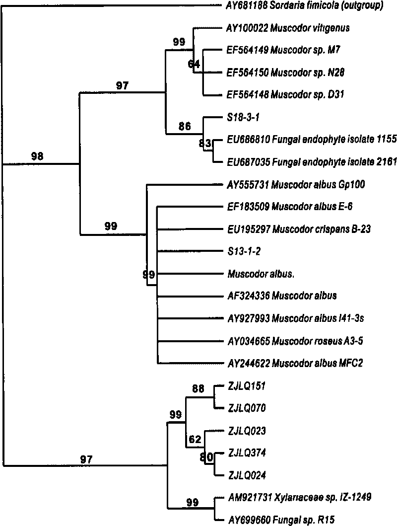 Muscodor endophytic fungi and application thereof and fungicide