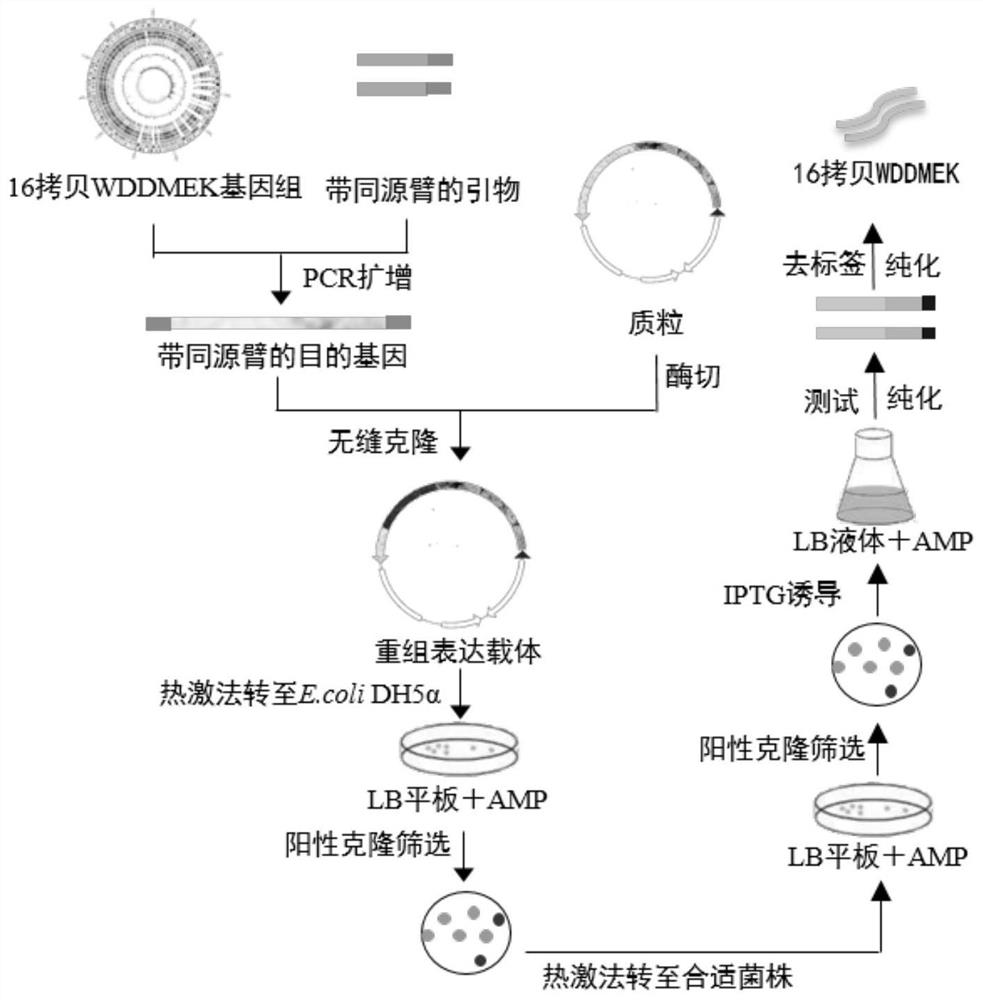 Preparation method of multi-copy golden pomfret flavor peptide, expression vector and recombinant bacteria