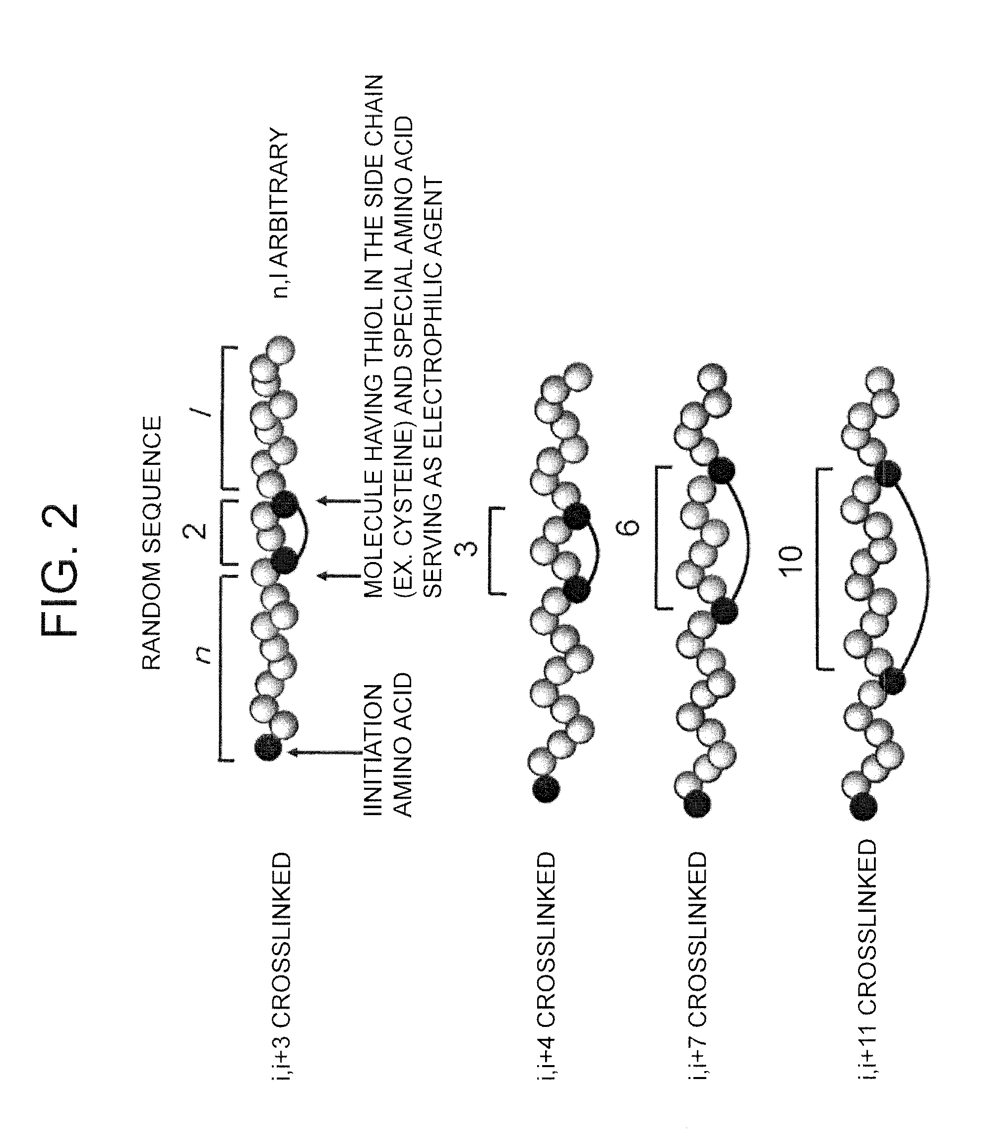 Peptide with Safer Secondary Structure, Peptide Library, and Production Methods for Same