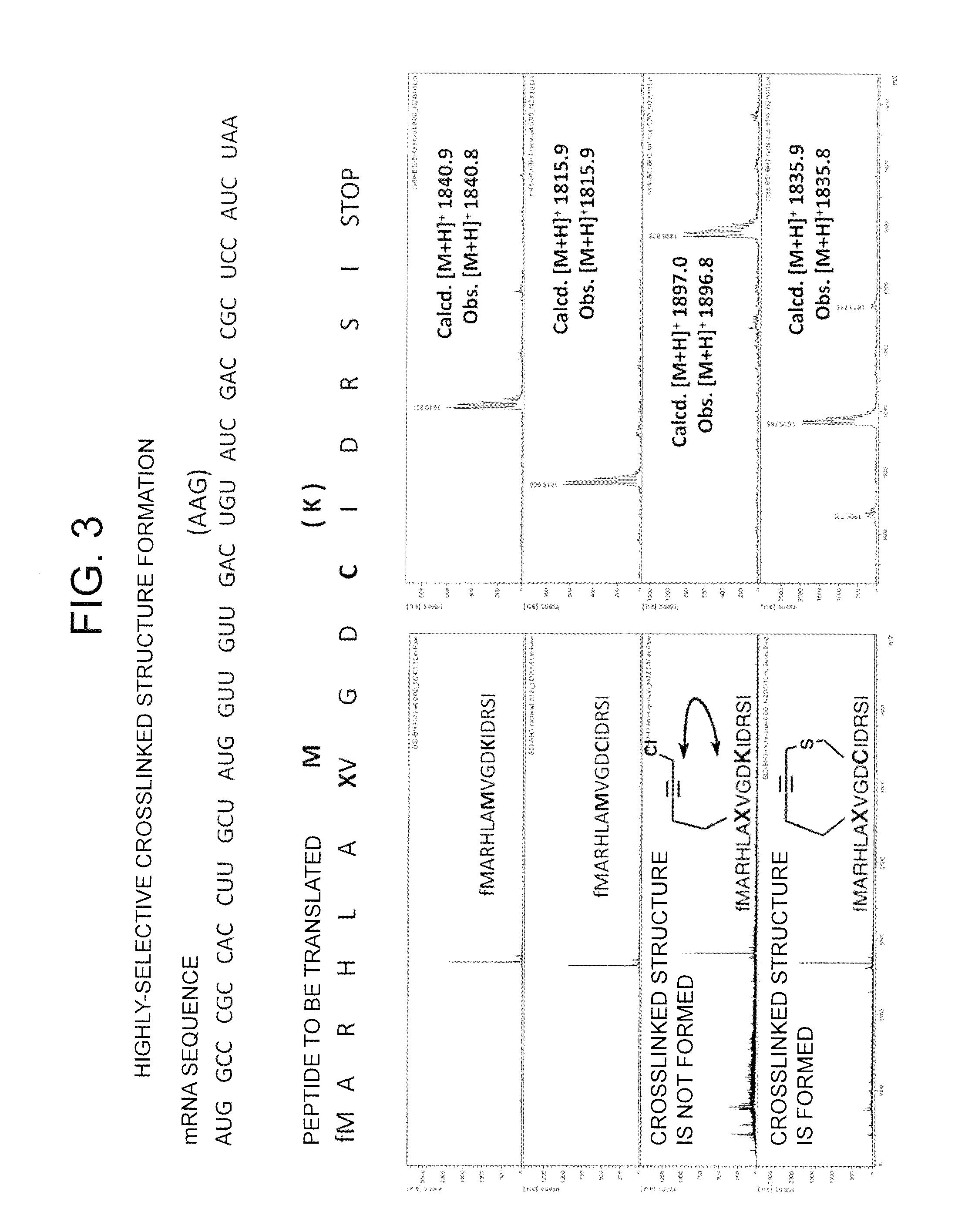 Peptide with Safer Secondary Structure, Peptide Library, and Production Methods for Same
