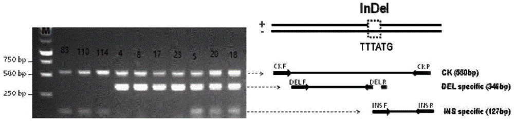 Co-dominance InDel molecular marker for identifying single embryo and multiple embryos of citrus and application thereof