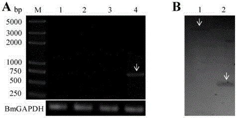 Target sequence suitable for transgene fixed point insertion of silkworm W-chromosome and locus and application thereof