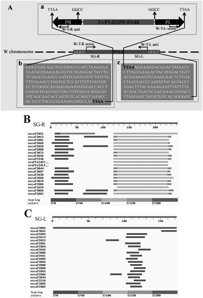 Target sequence suitable for transgene fixed point insertion of silkworm W-chromosome and locus and application thereof