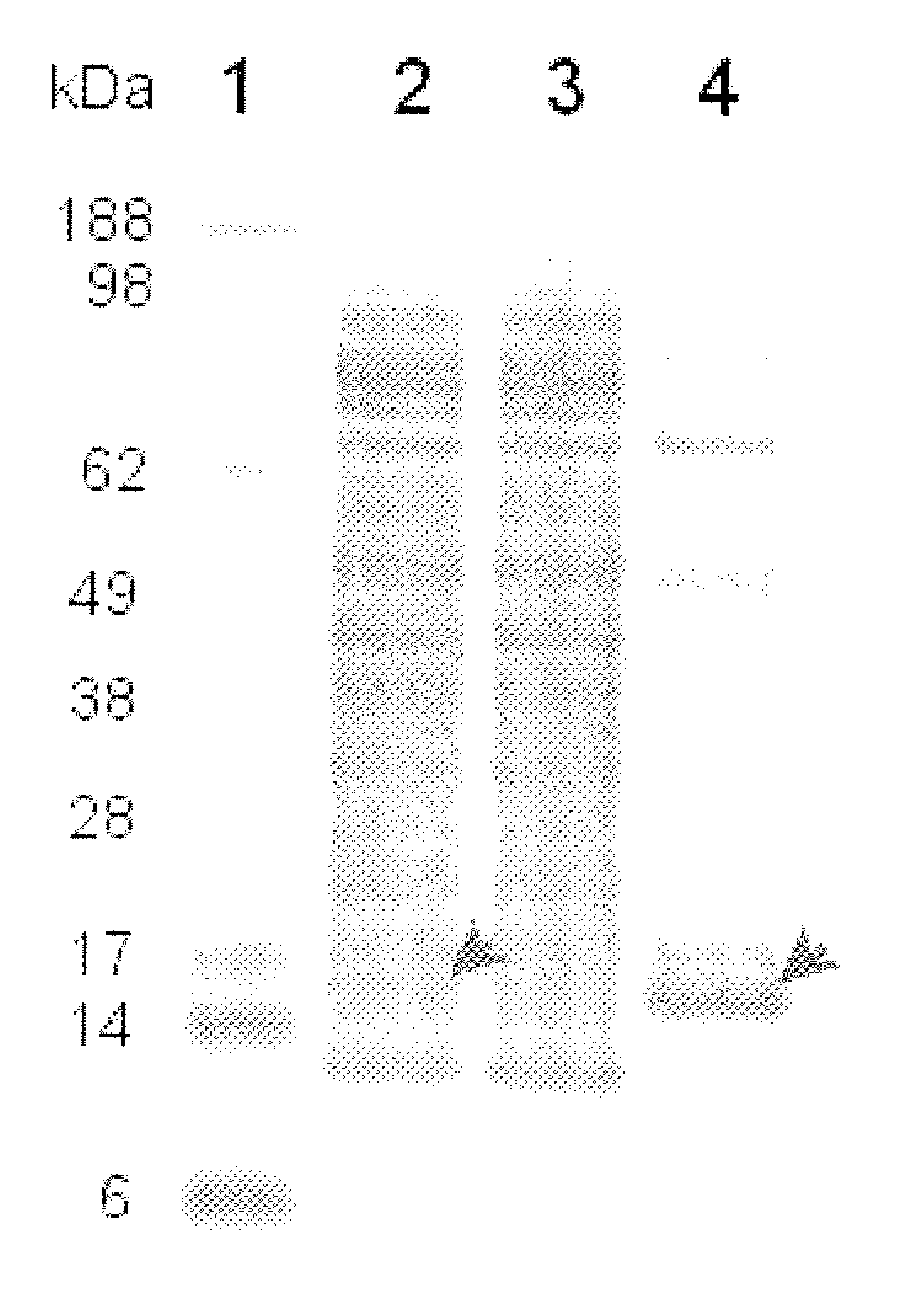 Canine Thymic Stromal Lymphopoietin Protein and Uses Thereof