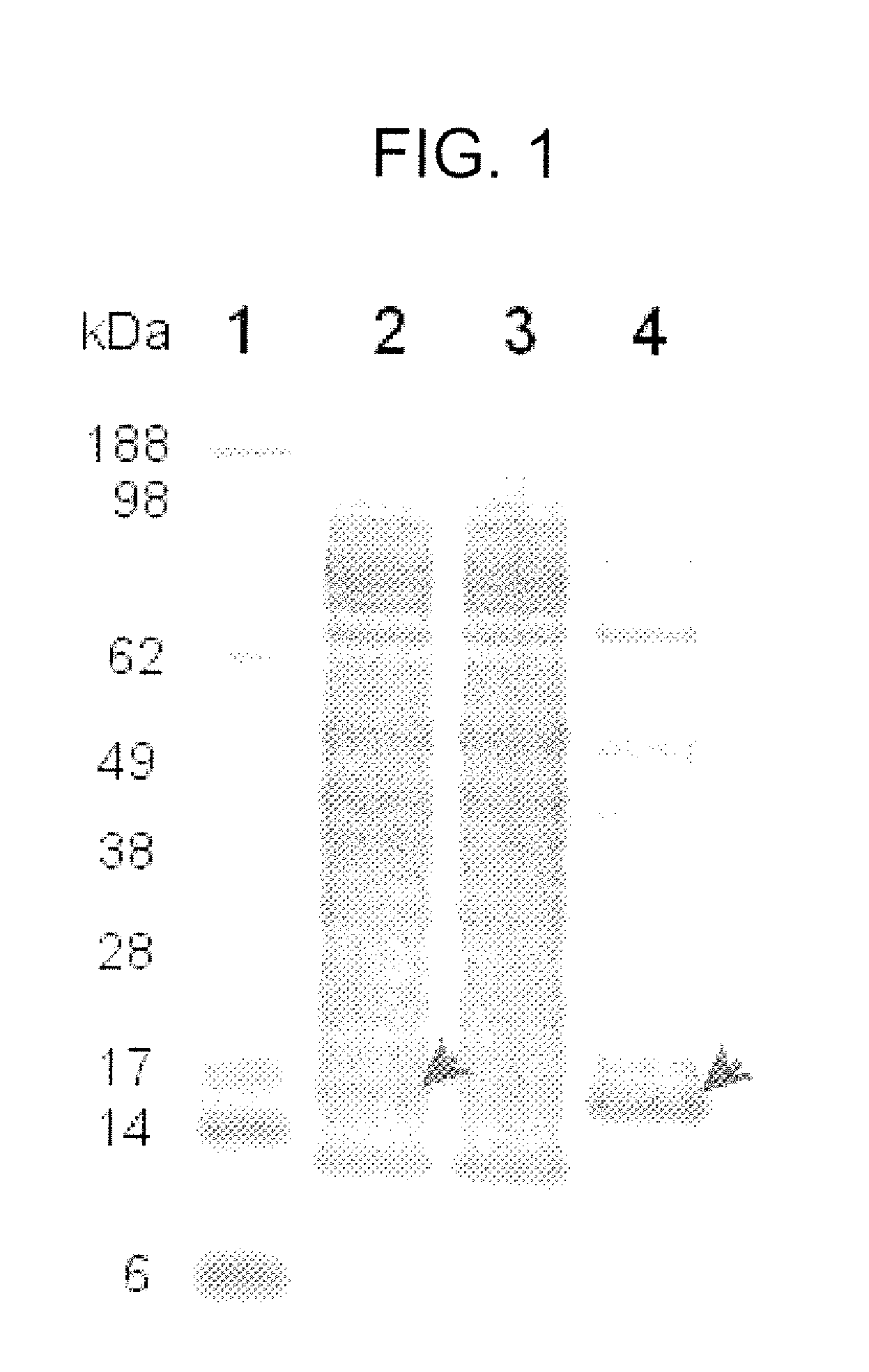Canine Thymic Stromal Lymphopoietin Protein and Uses Thereof