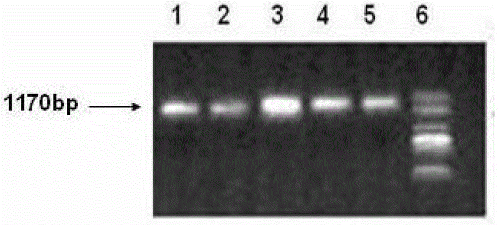 A kind of sorbitol dehydrogenase gene derived from Halobacterium dead sea and its application