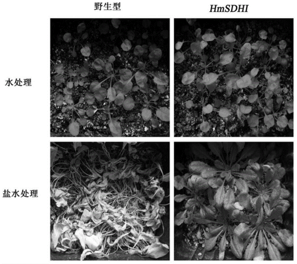 A kind of sorbitol dehydrogenase gene derived from Halobacterium dead sea and its application