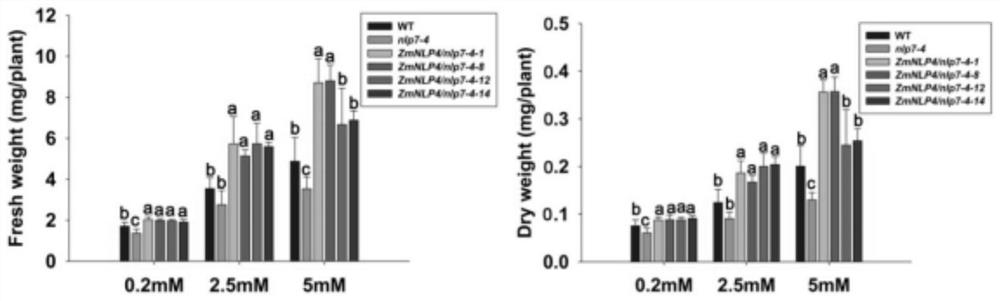 A transcription factor zmnlp4 derived from maize and its application