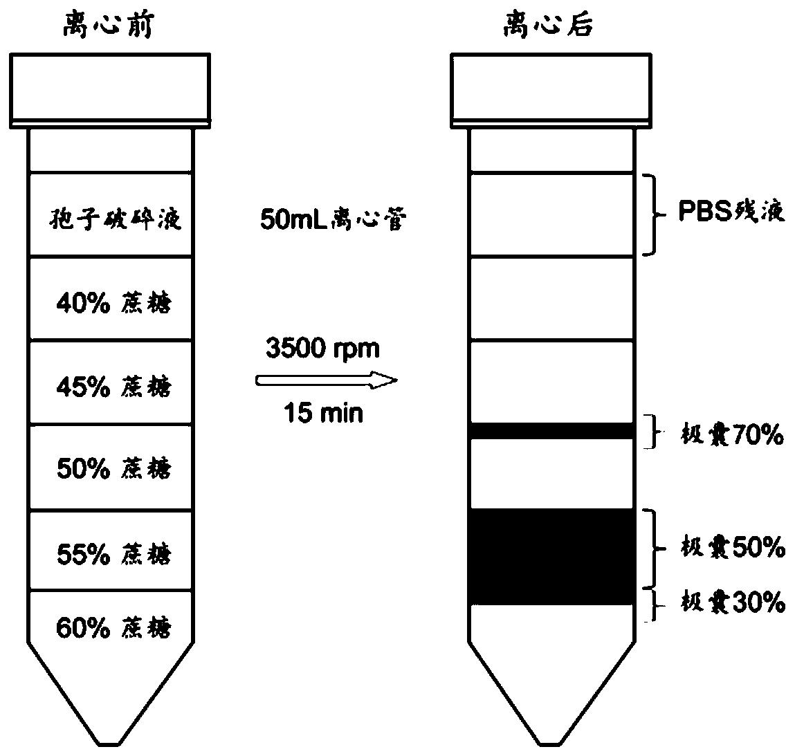Method for separating and purifying myxobolus honghuensis polar capsule