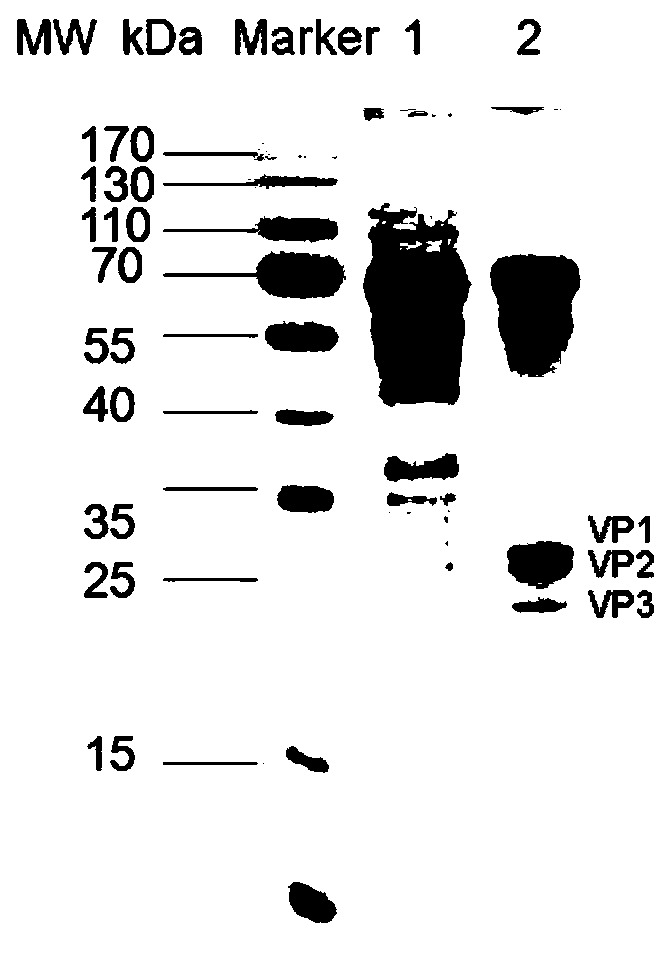 Method for Purifying Antigen of Foot and Mouth Disease Inactivated Virus by Hydrophobic Interaction Chromatography