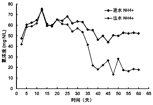 Culture method of sludge with synchronous sulfur autotrophic denitrification and anaerobic ammonia oxidation functions