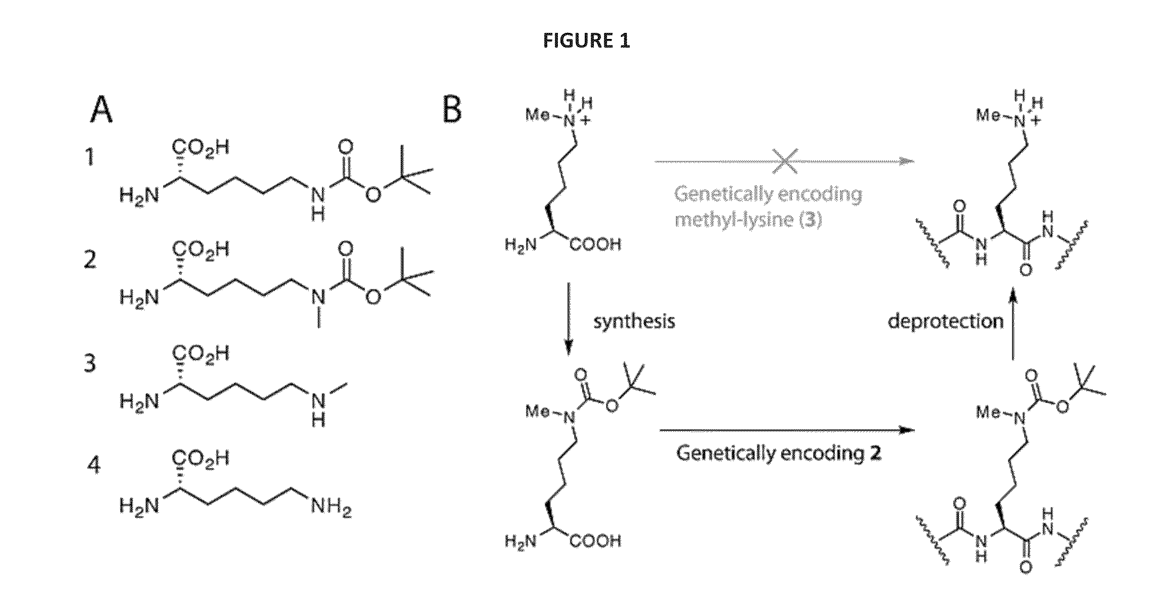 Incorporation of methyl lysine into polypeptides