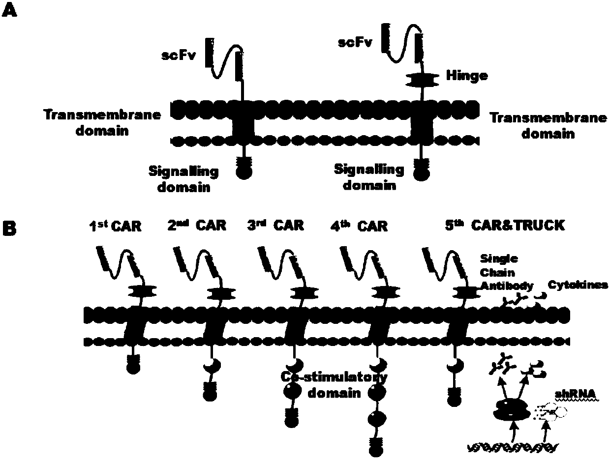 CAR-T cells inhibited by cholesterol translipase SOAT1, preparation method and application thereof